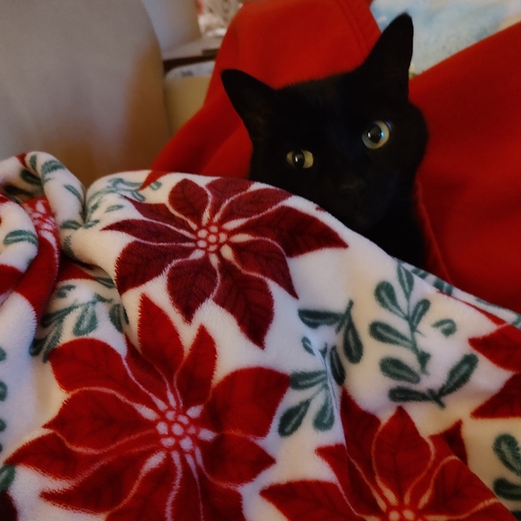 Welcome to The Posh Paupers! - Picture 2 of 5